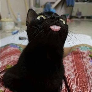 Meet your Posher, Sydney